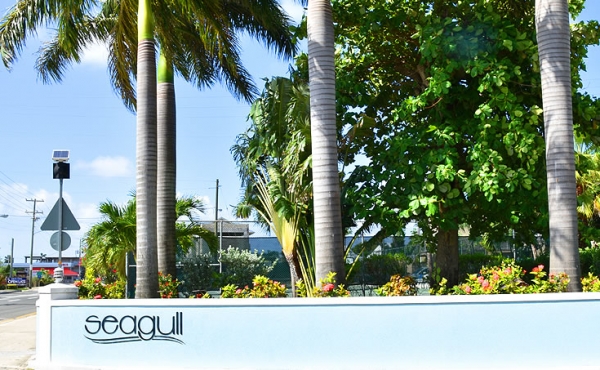 original-1504644726-797x453_SEAGULL_1